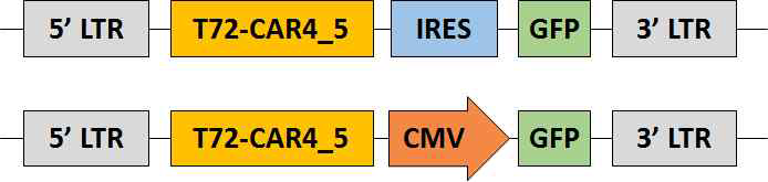CAR 발현 레트로바이러스 벡터 유전체 구조