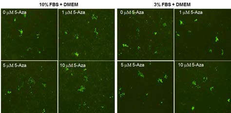 Effect of DNMT inhibitor(5-aza) in NI-infected HeLa cell