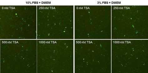 Effect of HDAC inhibitor(TSA) in NI-infected HeLa cell