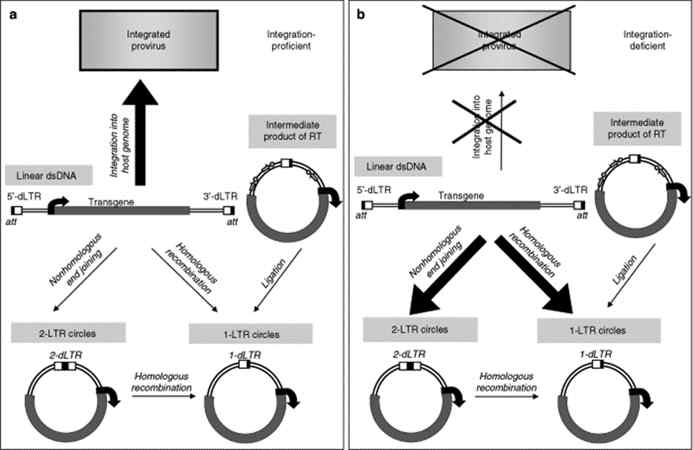 Generation of episomes from lentiviral vectors