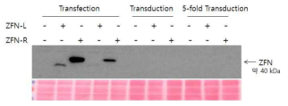 Identification of ZFN-L and ZFN-R expression by Western blot