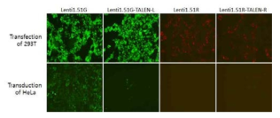 Transfection of Lenti-TALEN-L and Lenti-TALEN-R in 293T (top). Transduction of Lenti-TALEN-L and Lenti-TALEN-R in HeLa (bottom)