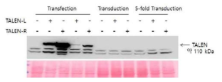 Identification of TALEN-L and TALEN-R expression by Western blot