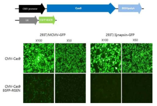 Identification of EGFP depression in 293T by EGFP-RGEN