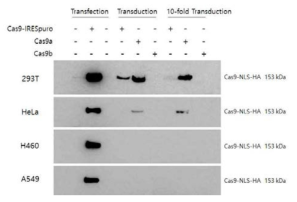 Identification of Lenti-Cas9 vector expression in mammalian cells