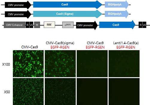 Comparison of Lenti-Cas9a and CMV-Cas9 (sigma)