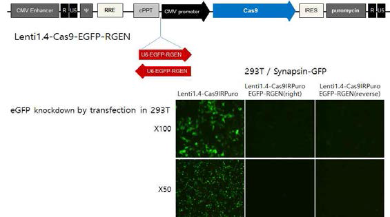 Construction of Lenti-Cas9/EGFP-RGEN and identification of GFP depression
