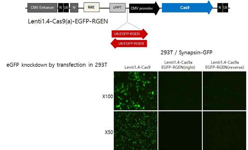 Construction of Lenti-Cas9a/EGFP-RGEN and identification of GFP depression