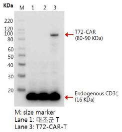 T 세포에서의 T72-CAR 발현확인