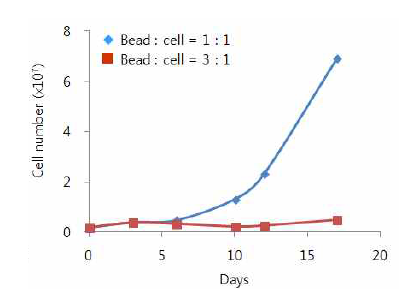 Bead와 cell 비율에 따른 성장속도 확인