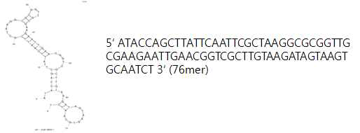 3E8 특이적 DNA aptamer의 구조와 서열