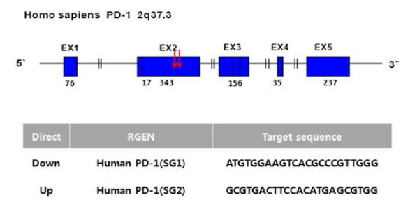 PD-1 표적 부위와 PD-1 특이적 Singleguide RNA 서열