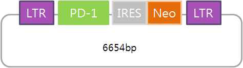 PD-1 과발현 레트로바이러스 벡터 제작