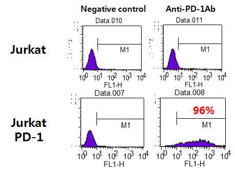 PD-1-jurkat 세포주에서의 PD-1 발현확인
