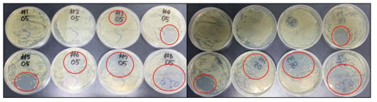 #1(05) ~ #8(05) 플라즈마 소독효과 확인