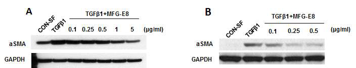 MFG-E8의 농도별 간성상세포 활성도 감소 효과를 확인하기위해 초대배양 간성상세포 (A)와 hTert-HSC (B)에 MFG-E8을 농도별로 처리하고, α-SMA의 발현량을 western blot으로 확인함