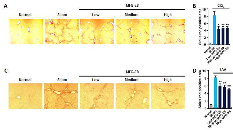 MFG-E8의 농도별 조직재생 효과 확인. 간섬유화 재생에의 MFG-E8의 적정 농도를 확인하기 위해 두 가지 만성 간섬유화 모델인 CCl4-induced 간섬유화 모델 (A, B), TAA-induced 간섬유화 모델 (C, D)서 조직재생 효과를 확인함. Sirius-red 염색을 통해 조직 내 축적된 collagen을 붉게 염색하고 (A, C), 염색된 영역을 imageJ를 이용하여 정량화함 (B, D). MFG-E8 low = 32μg (MFG-E8)/kg (mouse weight), medium = 160μg/kg, high = 320μg/kg