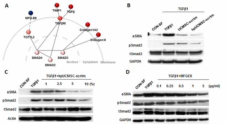 조직재생 후보물질의 세포 내 신호전달 기전 조사. (A) 섬유화 과정에서 MFG-E8과 섬유화 관련 단백질 간의 potential network interation을 나타낸 그림 (실선=활성화, 점선=저해). (B) 간성상세포주에 중간엽줄기세포와 간세포로 분화 시킨 중간엽줄기세포의 세크레톰 (secretome)을 각각 처리한 경우 smad 신호전달기전에의 영향을 western blot으로 분석함. (C) 초대배양 간성상세포에 간세포로 분화시킨 중간엽줄기세포의 세크레톰을 농도별로 처리한 경우 smad 신호전달기전에의 영향을 western blot으로 분석함. (D) 초대배양 간성상세포에 MFG-E8을 농도별로 처리한 경우 smad 신호전달기전에의 영향을 western blot으로 분석함
