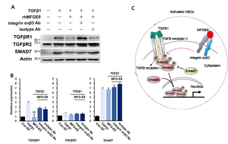 anti-integrinαvβ3 antibody를 처리하여 MFG-E8의 간성상세포 활성도 감소 효과를 western blot (A)과 real-time PCR (B)을 통해 분석함. 이를 토대로 MFG-E8의 간섬유화 재생기전을 모식도로 나타냄 (C). (antibody 농도 = 10μg/ml)