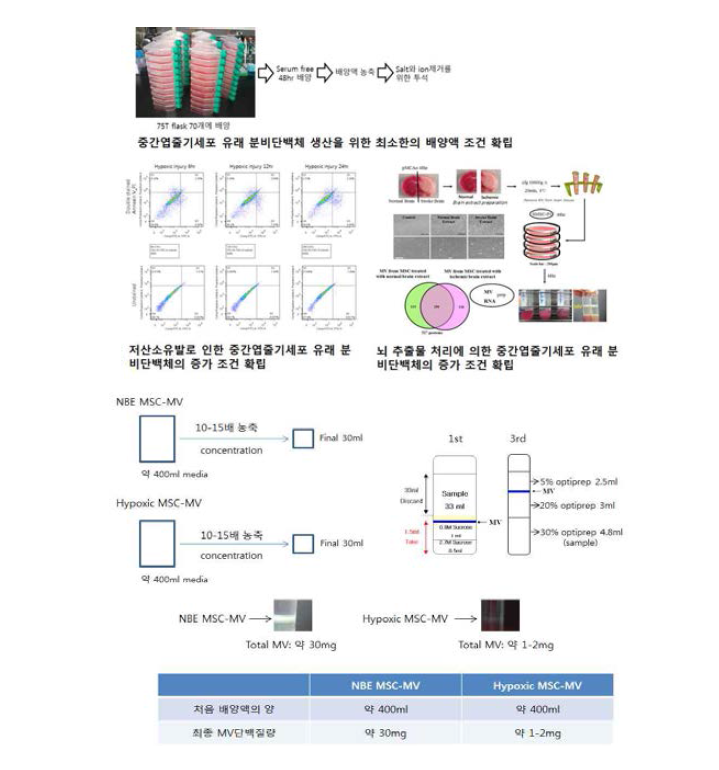 중간엽줄기세포 유래 분비단백체 생산의 배양 조건 확립. 쥐의 뇌조직 유래 미세소포체의 오염을 방지하기 위해 뇌추출물의 전처리를 초원심분리기로 수행하여 고형성분 및 흰쥐의 미세소포체가 포함된 고분자입자를 제거하여 실험에 활용함. 정제된 미세소포체를 확인한 뒤 단백질 함량을 정량하여 미세소포체 단백질을 획득한 다음, LC MS/MS 분석을 통해 인간 줄기세포에서 파생된 신경전구세포의 분비단백체 데이터를 확보함