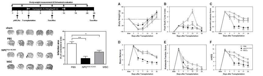 전분화능 줄기세포 유래 신경전구세포의 이식에 따른 치료효과. 세포치료 28일 후 대조군에 비해 중간엽줄기세포 이식군의 손상부위가 감소하였고, 신경전구세포 (PSA-NCAM+ NPC)를 이식한 실험군에서는 상당히 손상부위가 줄어든 것을 통계적으로 확인함. 중간엽줄기세포 및 전분화능 줄기세포 유래 신경전구세포의 뇌졸중 동물모델 뇌내이식 후 이식세포에 의한 행동신경학적 회복을 분석한 결과 세포 이식 3일부터 행동개선의 현상이 뚜렷하며, 신경전구세포가 중간엽줄기세포에 비해 월등한 치료효과를 발휘함을 확인함