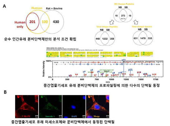 정상 흰쥐 뇌 추출물 (NB)과 허혈성 뇌졸중 흰쥐 뇌 추출물 (SB) 처리 후 중간엽줄기세포에서 분비한 미세소포체의 단백질 성분 분석 (A) N-Rh-PE를 이용한 중간엽줄기세포 유래 미세소포체와 분비단백체에서 동정된 단백질의 형광 염색 (B)