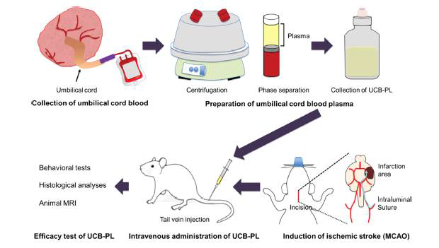 제대혈 혈장의 뇌졸중 치료 효과 확인을 위한 개념도. 제대혈 혈장을 확보한 다음 뇌졸중 동물모델의 꼬리 정맥에 투여하여 치료효과를 분석함
