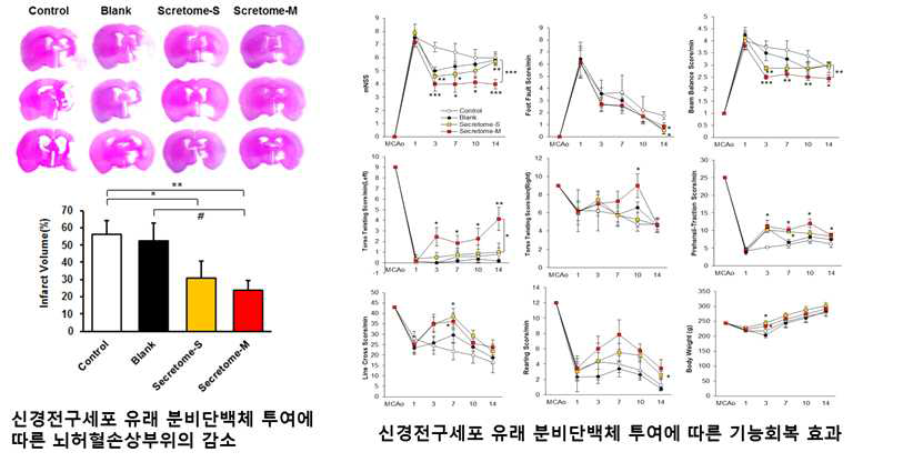 단백체 주입에 의한 뇌병변 크기의 감소. iPS 유래 PSA-NCAM+NPC-Secretome과 대조군으로 Media를 주입하였을 때 뇌조직 내 damage를 줄여주는 효과를 보이고 있고, 대조군보다 iPS 유래 PSA-NCAM+NPC-Secretome 을 이식하였을 대조군에 비해 감소함. iPS 유래 PSA-NCAM+NPC-Secretome과 대조군으로 배양액 혹은 PBS를 주입하였을 때 행동실험에서 이식초반부터 더 좋은 개선효과가 일어남. 행동실험결과 배양액을 이식한 그룹보다 유의성 있고, 근력 테스트인 Prehensile Traction test에서도 7일째에 대조군에서보다 매우 월등한 결과가 보여짐. mNSS data에서도 마찬가지로 배양액을 주입한 그룹보다 훨씬 높은 behavior recovery가 일어난다는 것을 보여주고 있음. 또한 이러한 치료 효과는 반복투여에 의해 더욱 크게 나타남을 확인