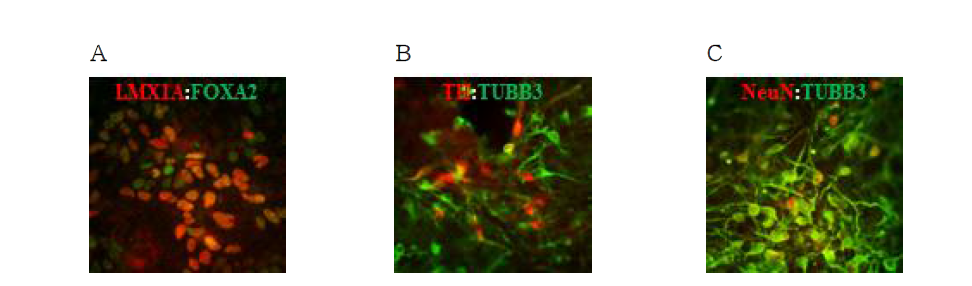 중뇌 도파민 전구세포의 성숙한 도파민 신경세포로의 분화. 중뇌 도파민 전구세포에서 발현하는 LMX1A와 FOXA2가 성숙한 도파민 신경세포로 분화한 후에도 발현을 유지함 (A). 도파민 신경세포의 마커인 TH와 신경세포의 마커인 TUBB3가 동시에 발현하는 세포를 확인함으로써 도파민 신경세포임을 확인하였으며 (B), 또한 성숙한 신경세포의 마커인 NeuN이 TUBB3와 동시에 발현하는 것을 확인함으로써 도파민 신경세포가 성숙한 신경세포임을 확인함 (C)
