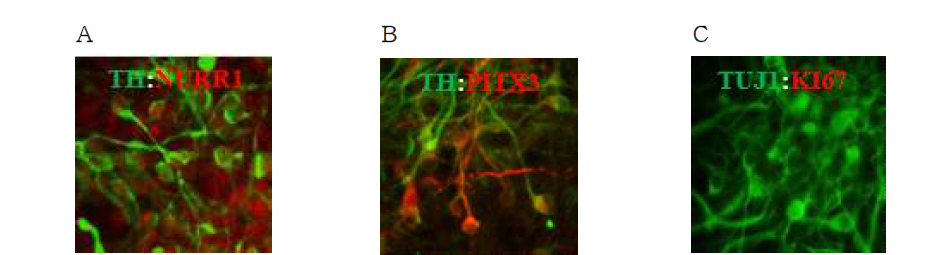 중뇌 도파민 전구세포의 성숙한 중뇌 특이적 도파민 신경세포로의 분화. 도파민 신경세포의 마커인 TH와 성숙한 중뇌 특이적 도파민 신경세포의 발생과 유지에 역할을 하는 NURR1을 동시에 발현함을 확인하였으며 (A), TH와 성숙한 중뇌 도파민 신경세포의 발생과 유지의 역할을 하는 또 다른 마커인 PITX3의 발현 또한 확인함으로써 중뇌 도파민 신경세포의 분화를 확실히 증명함 (B). 신경세포의 마커인 TUBB3를 발현하는 신경세포에서 유사분열을 하는 세포가 발현하는 KI67이 발현하지 않음을 확인함으로써 분화된 중뇌 도파민 신경세포가 모두 성숙한 신경세포임을 확인함 (C)