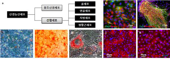 신경능선세포는 간엽세포 유래 골세포, 연골세포, 지방세포, 그리고 평활근세포로 분화가 가능하며, 또한 말초신경세포로도 분화하는 다분화능을 갖고 있음 (a). 따라서 PSA-NCAM 음성세포 유래 간엽세포에서 연골세포 (b), 골세포 (c), 지방세포 (d), 그리고 평활근세포 (j, k)로 분화를 유도함. 추가적으로, PSA-NCAM 음성세포를 유도분화하여 신경전구세포의 성질을 잃게 하고 (h), 성숙한 말초신경세포로 분화를 하였음 (i)