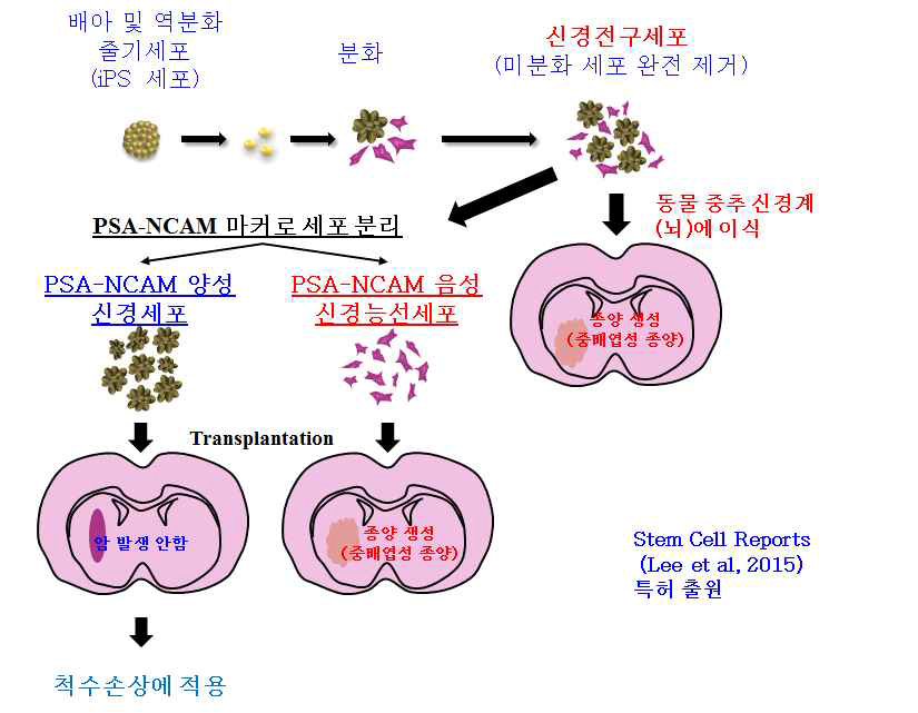 인간 전분화능 줄기세포로부터 신경전구세포로의 분화 과정 중 발생할 수 있는 신경능선세포를 분리하여 제거함으로써 이식 시 안전한 세포를 확보하였음. 이러한 세포를 척수손상 (spinal cord injury, SCI)에 적용하기 위한 상업적 비임상 연구에 진입함