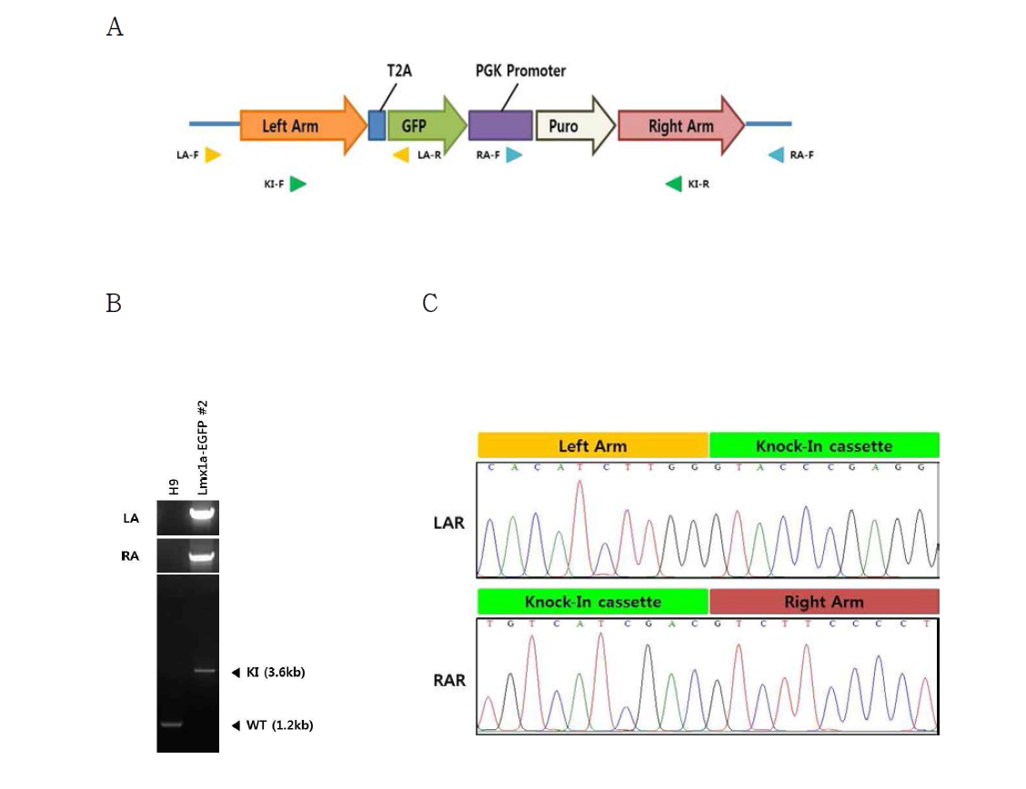 인간 전분화능 Lmx1a-EGFP Knock-In (KI) reporter 후보 세포주의 유전체 내 Reporter cassette 삽입 확인. (A) LA-F와 LA-R primer를 이용하여 Left arm region에서, RA-F와 RA-R primer를 이용하여 Right arm region에서 Knock-In (KI) 여부를 PCR을 통해 확인함. KI-F와 KI-R primer를 이용하여 유전체의 대립유전자 모두에 삽입되었음을 확인함. (B) 각 primer를 이용한 PCR 결과를 확인. Knock-In (KI)이 되었을 경우 LA와 RA는 각각 1.5 kb, 2.0 kb의 PCR 생성물이 나타나며, KI-F와 KI-R primer에 의해 3.6 kb의 PCR 생성물이 확인됨. (C) LA와 RA PCR 생성물을 DNA 염기서열을 분석하여 확인함