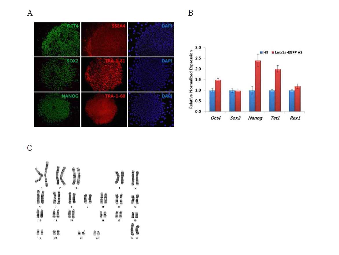 인간 전분화능 Lmx1a-EGFP Knock-In (KI) reporter 후보 세포주의 인간 전분화능 줄기세포 특성을 분석. 확립한 Lmx1a-EGFP Knock-In (KI) reporter 후보 세포주에서 인간 전분화능 줄기세포 특이적 마커의 발현을 단백질 수준 (A) 과 RNA 수준 (B)에서 확인하였으며, 이 세포주가 정상 핵형임을 확인함 (C)