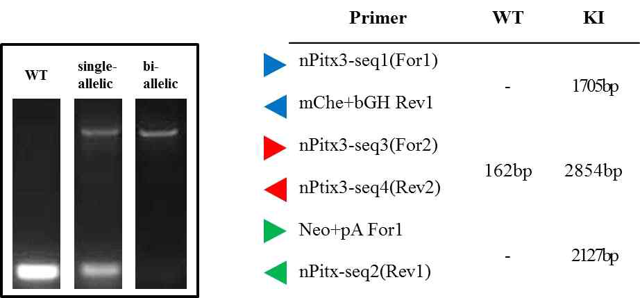 인간 전분화능 Pitx3-mCherry Knock-In (KI) reporter 후보 세포주의 유전체 내에서 Reporter cassette의 삽입을 확인. 5' Flanking arm부터 3' Flanking arm 부위까지 PCR하여 (붉은색 화살표 primer) 유전체의 대립유전자 모두에 삽입된 세포주를 확인함. 대립유전자 모두에 reporter cassette이 삽입되었을 때 약 2.8 kb의 PCR 생성물만 확인됨