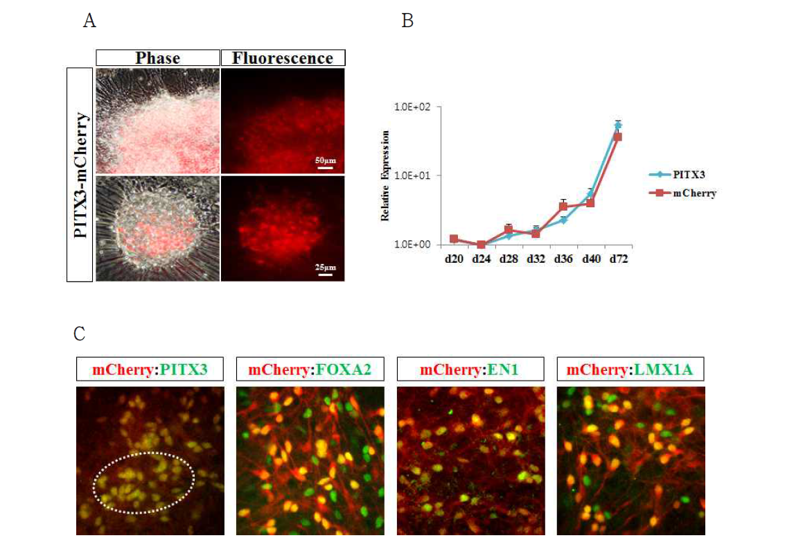 인간 전분화능 Pitx3-mCherry Knock-In (KI) reporter 후보 세포주의 내생성 Pitx3 발현과 mCherry 발현 확인. 기 확립한 Pitx3-mCherry Knock-In (KI) reporter 세포주의 도파민 신경세포 분화법을 이용하여 유도분화과정 중 도파민 신경세포 단계 (분화 40일)에서 mCherry의 발현을 확인하였음 (A). 이 reporter 세포주의 분화 진행과정 중의 PITX3의 발현은 도파민 신경세포 단계까지 계속해서 증가함을 RNA 수준에서 확인하였으며, 이때 mCherry의 발현도 PITX3 발현의 경향과 유사하게 증가하였음 (B). mCherry의 발현으로 PITX3의 발현을 추적할 수 있음을 확인하였으며, 이 단계에서 mCherry를 발현하는 세포는 도파민 신경세포의 위치 특이적 마커인 FOXA2, EN1, LMX1A를 발현하는 세포임을 확인함 (C)