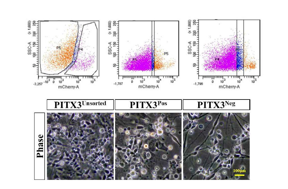 중뇌 도파민 신경세포 단계에서 mCherry 양성 세포의 분리. 확립한 Pitx3-mCherry Knock-In (KI) reporter 세포주를 중뇌 도파민 신경세포로 유도분화 하였고, 전체 세포 중 약 16%가 mCherry 양성으로 확인됨. 이 단계에서 형광활성화 세포분류기를 이용한 세포 분리를 시도함
