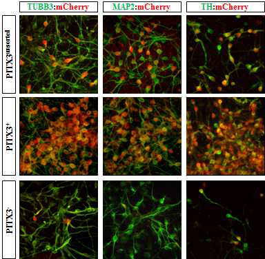 중뇌 도파민 신경세포 단계에서 신경세포 마커 및 도파민 신경세포 마커 발현의 확인. PITX3 양성 세포 그룹에서 도파민 신경세포의 축적이 확인되었음