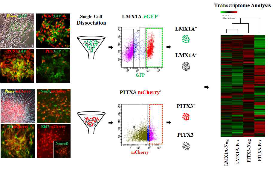 세포 증식이 일어나는 중뇌 도파민 전구세포 단계에서 LMX1A의 발현 여부에 따라 세포를 분리하고, 세포 증식이 더 이상 일어나지 않는 성숙한 중뇌 도파민 신경세포 단계에서 PITX3의 발현 여부에 따라 세포를 분리함. 분리한 세포 그룹을 전사체 분석을 통하여 분자적 특성을 파악함