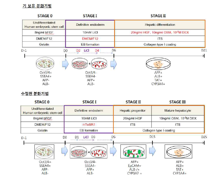 높은 효율의 분화 간세포를 얻기 위한 기 보유 간세포 분화 프로토콜 개선 모식도
