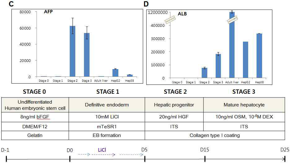 개선한 간세포 분화 프로토콜의 각 단계별 간세포 특이적 유전자 발현 조사