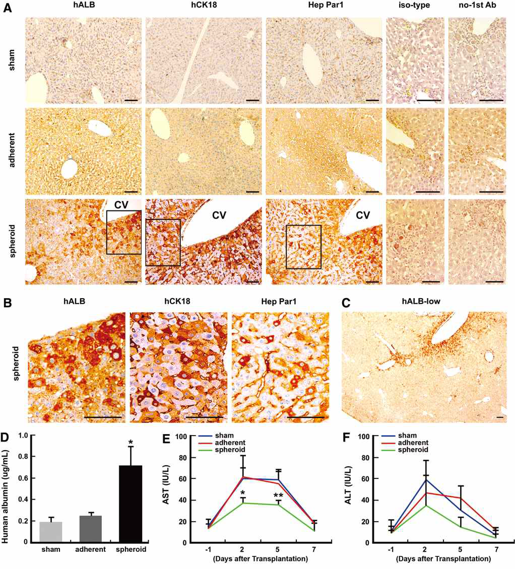 분화시킨 간세포의 기능성 확인을 위해 acute disease mice model 세포 이식 진행