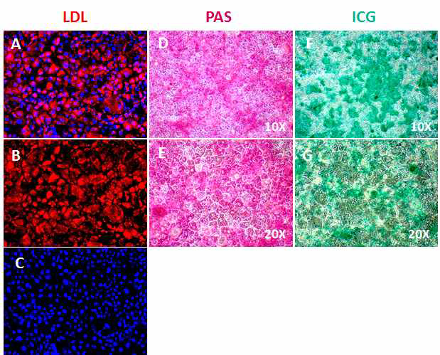 본 연구진이 보유한 간분화방법으로 분화시킨 간세포의 기능성을 LDL uptake, PAS, ICG 염색으로 확인