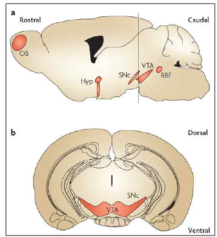 뇌 여러 부분에 존재하는 도파민 신경세포 (빨간색 표시부분) (a) 쥐 뇌의 횡단면 및 (b) 종단면. SNc라고 표시된 부위가 중뇌 흑질부 (A9 부위)임