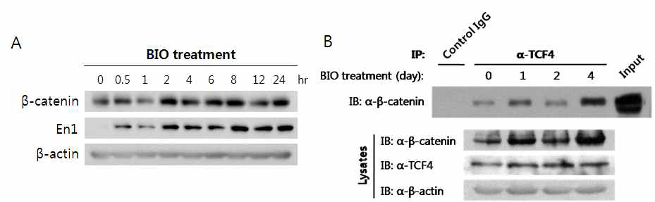 (A) BIO를 처리한 후 경과 시간별로 신경전구세포에서 En1과 β-catenin의 단백질 발현을 immunoblotting으로 살펴봄. BIO를 처리한 후 30 분 이후부터 β-catenin과 En1의 발현이 증가함을 확인함. (B) 인간 전분화능 줄기세포로부터 유도분화한 신경전구세포에 BIO를 처리한 후 날짜별로 β-catenin과 TCF4 간의 결합을 co-immuno precipitation을 통하여 확인. BIO 처리 후 날짜가 지날수록 β-catenin과 TCF4 간의 결합이 증가함. 따라서 이들은 세포내에서 결합체를 이루어 En1의 발현에 영향을 준다는 것을 알 수 있음