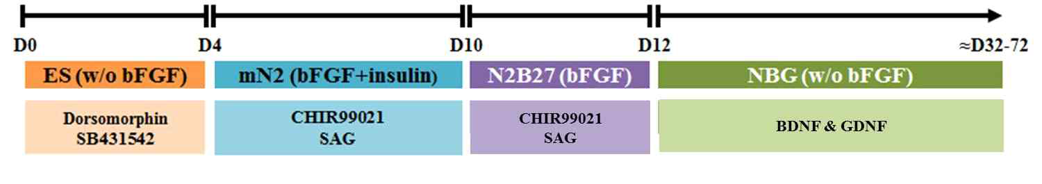 Wnt 신호의 화학작용물질인 CHIR99021과 SHH 신호의 화학작용물질인 SAG의 농도 조절을 통해 인간 배아줄기세포로부터 중뇌 흑질부 (A9부위) 도파민 신경세포로 유도분화하는 분화법을 개발함