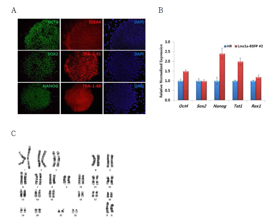 인간 전분화능 Lmx1a-EGFP Knock-In (KI) reporter 후보 세포주의 인간 전분화능 줄기세포 특성을 분석. 확립한 Lmx1a-EGFP Knock-In (KI) reporter 후보 세포주에서 인간 전분화능 줄기세포 특이적 마커의 발현을 단백질 수준 (A)과 RNA 수준 (B)에서 확인하였으며, 이 세포주가 정상 핵형임을 확인함 (C)