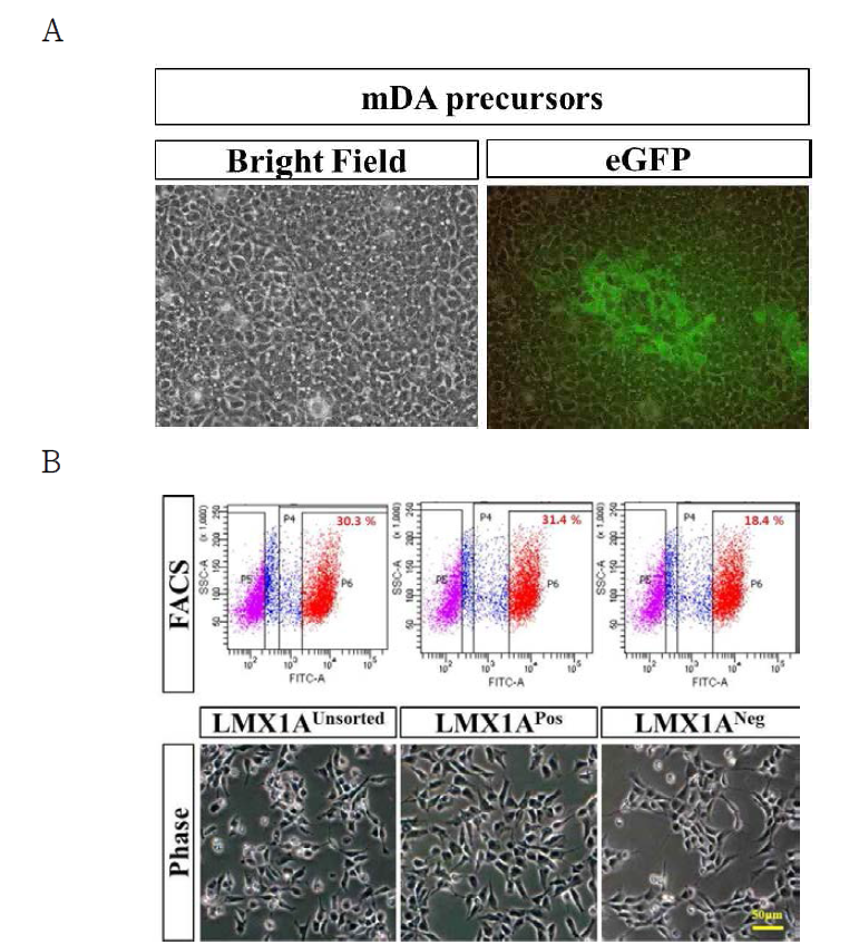 중뇌 도파민 전구세포 단계에서 EGFP 양성 세포의 분리. (A) 확립한 Lmx1a-EGFP Knock-In (KI) reporter 세포주를 중뇌 도파민 전구세포로 유도분화하여 EGFP의 발현을 확인. (B) 중뇌 도파민 전구세포에서 EGFP 양성인 세포는 약 30% 정도이며, 형광활성화 세포분류기를 이용한 세포 분리를 시도함