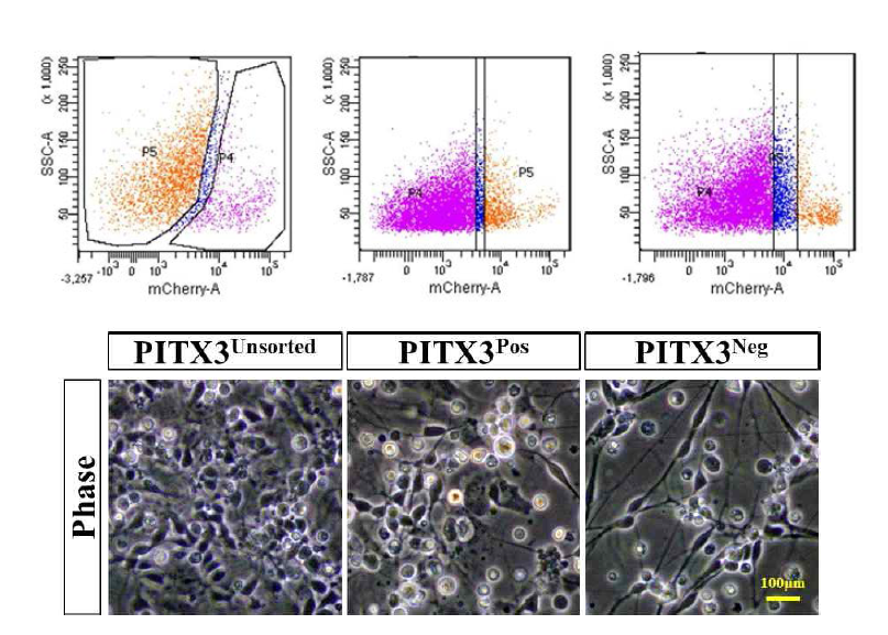 중뇌 도파민 신경세포 단계에서 mCherry 양성 세포의 분리. 확립한 Pitx3-mCherry Knock-In (KI) reporter 세포주를 중뇌 도파민 신경세포로 유도분화하였고, 전체 세포 중 약 16%가 mCherry 양성으로 확인됨. 이 단계에서 형광활성화 세포분류기를 이용한 세포 분리를 시도함