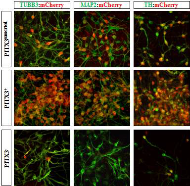 중뇌 도파민 신경세포 단계에서 신경세포 마커 및 도파민 신경세포 마커 발현의 확인. PITX3 양성 세포 그룹에서 도파민 신경세포의 축적이 확인되었음